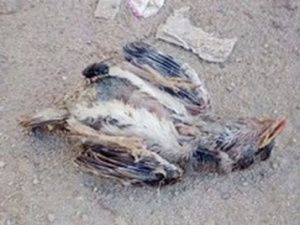 В Якутске на женщину с неба упала мёртвая птица