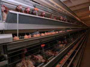 В Нерюнгринском районе закрывают птицефабрику