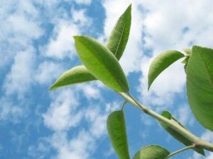 Жара возвращается? ЯУГМС предупреждает об аномальных температурах