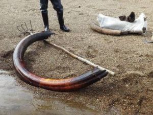 Рынок добычи и экспорта бивней мамонта в Якутии оценивается от 2 до 4 млрд рублей