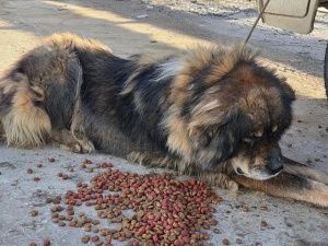В Якутске ищут хозяина собаки, напавшей на ребенка