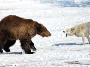 В Якутии требуют отменить притравку собак на медведя