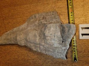 Житель Китая незаконно отправил по почте рога шерстистого носорога из Якутии