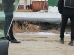 В Якутске спасли застрявшую косулю