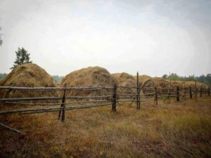 Чурапчинскому улусу для зимовки скота необходимо более 38 тысяч тонн сена