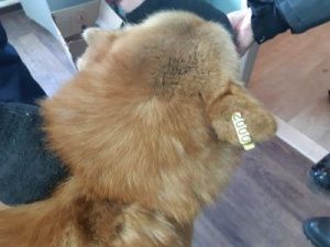 В Якутске начали вести учет безнадзорных животных