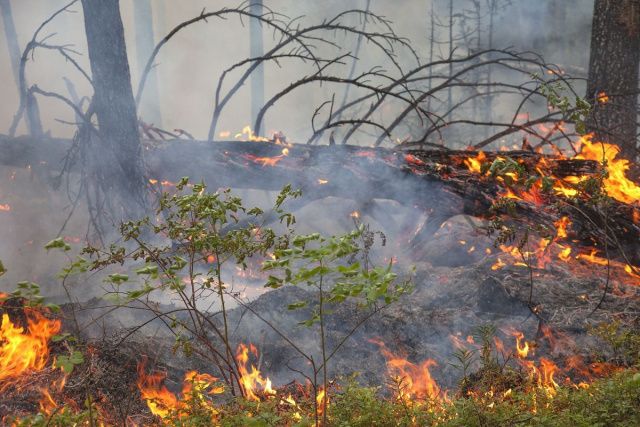 Установлено денежное вознаграждение за содействие в выявлении виновников в возникновении лесных пожаров на территории республики