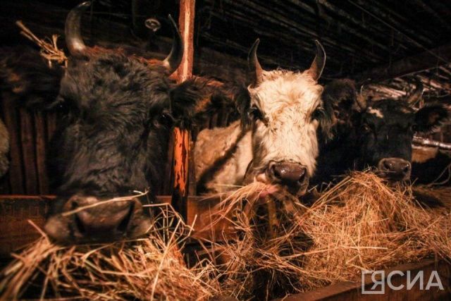 В Мегино-Кангаласском районе появится территория развития местного производства «Сайын»