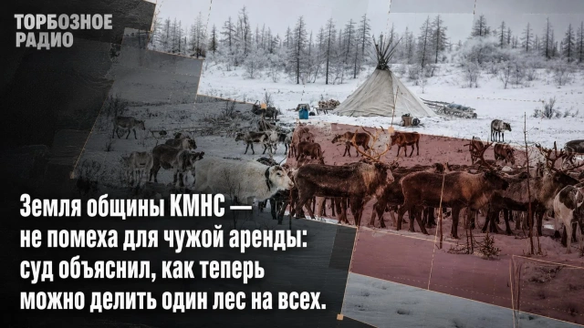 Земля общины КМНС — не помеха для чужой аренды: суд объяснил, как теперь можно делить один лес на всех