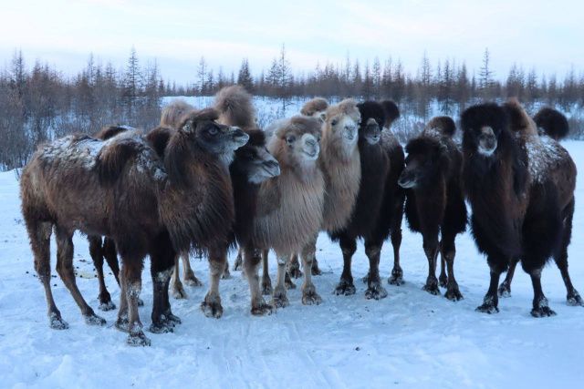 Будни обитателей Плейстоценового парка. Фотографии 