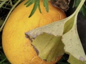 В томпонском селе вырастили дыни и арбузы