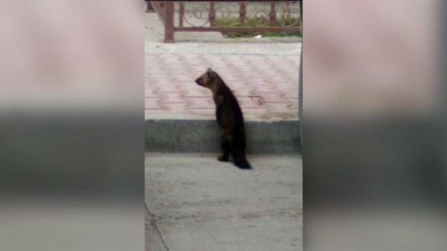 Комментарий специалиста по поводу соболя в Якутске