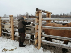 Более 2000 голов крупного рогатого скота осеменили в Хангаласском улусе