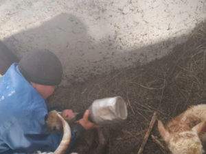 В Хайахсыте у фермера родились телята-двойняшки