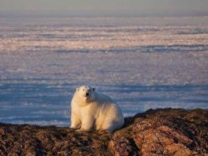 Вице-премьер РФ рассказала о заповеднике «Медвежьи острова», создаваемом в Якутии