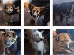 В Пункте передержки безнадзорных животных г. Якутска содержится 297 собак