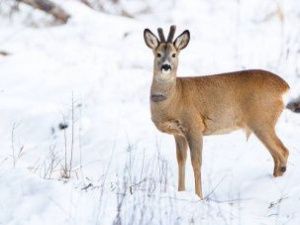 В Якутии ужесточили контроль за охотой на косулю