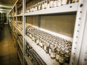 Джулустан Борисов провел совещание по вопросам развития лаборатории криохранилища Якутии