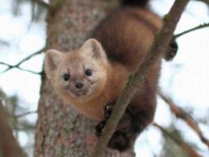 Жителя Алданского района приговорили к году лишения свободы условно за незаконную охоту на соболя