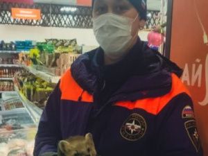 В Якутске в магазин "Айгуль" проник... соболь