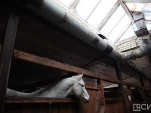 Лошади клуба «Золотая подкова» в Мархе могут не пережить эту зиму