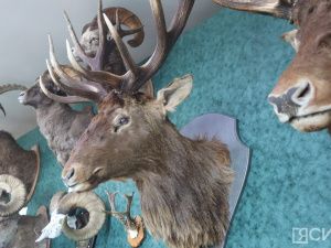 В Якутске открылась выставка трофеев «Охота и охотничьи традиции»