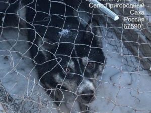 В Якутске за прошлую неделю отловили 47 собак