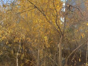 Сегодня солнечная, осенняя погода: +15°