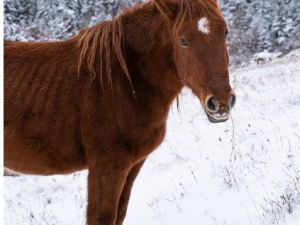 В Якутии индивидуальный предприниматель и директор организации застрелили чужую кобылу, разделали и забрали мясо