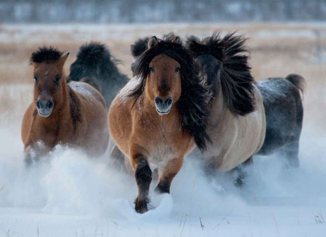 ЯКУТСКОМУ КОНЕВОДСТВУ – НОВЫЕ ПОДХОДЫ