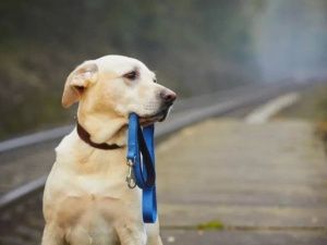 Административная ответственность грозит владельцам за самовыгул домашних животных