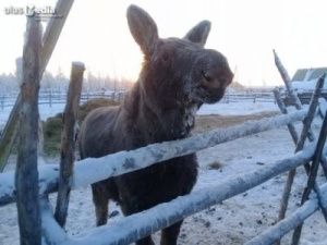 Лосенок Бээчэ ждет решения авиакомпании