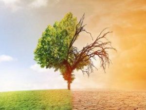 Метеорологи рассказали об изменении климата в ближайшие пять лет