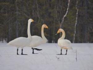 В Якутию прилетели первые лебеди