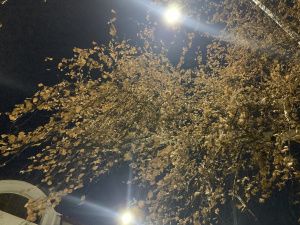 Якутск зашумел «весенней» листвой. Наука просит не пугаться