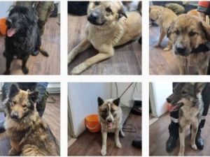 В течение дня поступило 13 заявок на отлов собак из разных районов Якутска