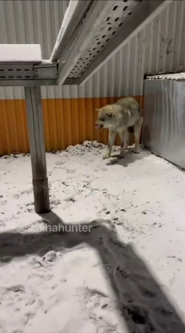 Волк в окружении: напряженная ситуация в Верхневилюйском районе