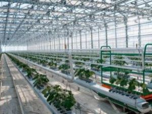 В Якутии открывается вторая очередь тепличного комплекса «Саюри»