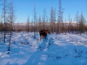 Верхоянского лосенка Бээчэ выпустили на волю