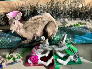 Зайцы-спортсмены и ондатра-супермен: необычные чучела животных делает таксидермист из Якутии