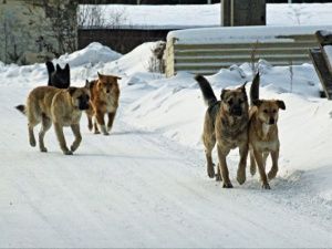 В Нерюнгринском районе ввели режим повышенной готовности