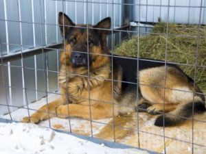 Пункт передержки переименовали в «Приют животных» Якутска