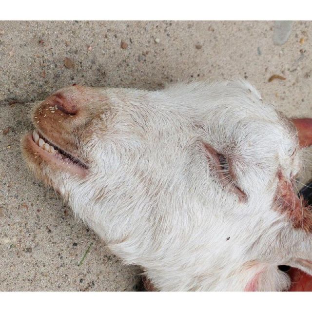 В мини-зоопарке Якутска неизвестные отравили козу — Телеграм