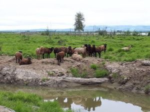 Фильм о Плейстоценовом парке в Якутии готовится к показу  