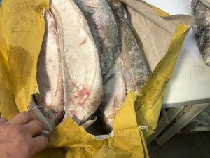 У предпринимателя в Якутске похитили более четырех тонн замороженного омуля: Перед судом предстанут двое участников организованной группы