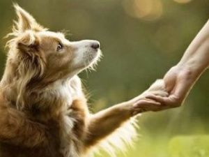 Департамент ветеринарии Якутии напоминает владельцам домашних животных об ответственном обращении с животными