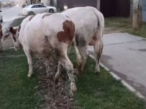 Евгений Григорьев потребовал наказать подрядчика дорожных работ, в ходе которых повреждены зеленые насаждения на улице Ильменской