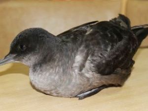 «Птица из будущего» залетела в заполярный Черский