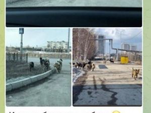 В Якутске продолжается отлов безнадзорных собак