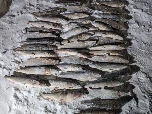 Житель Булунского района перевозил немаркированную рыбу на 4,5 млн рублей: большегруз конфисковали